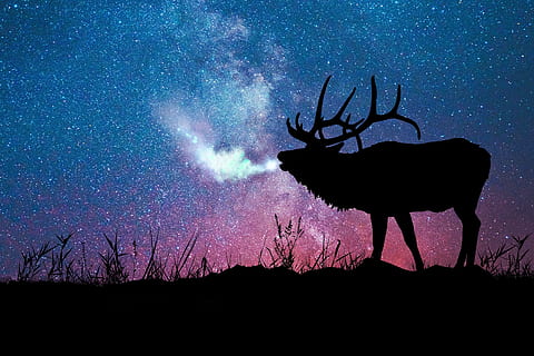 silhouette of deer wallpaper, art, visual art, color, creative HD wallpaper