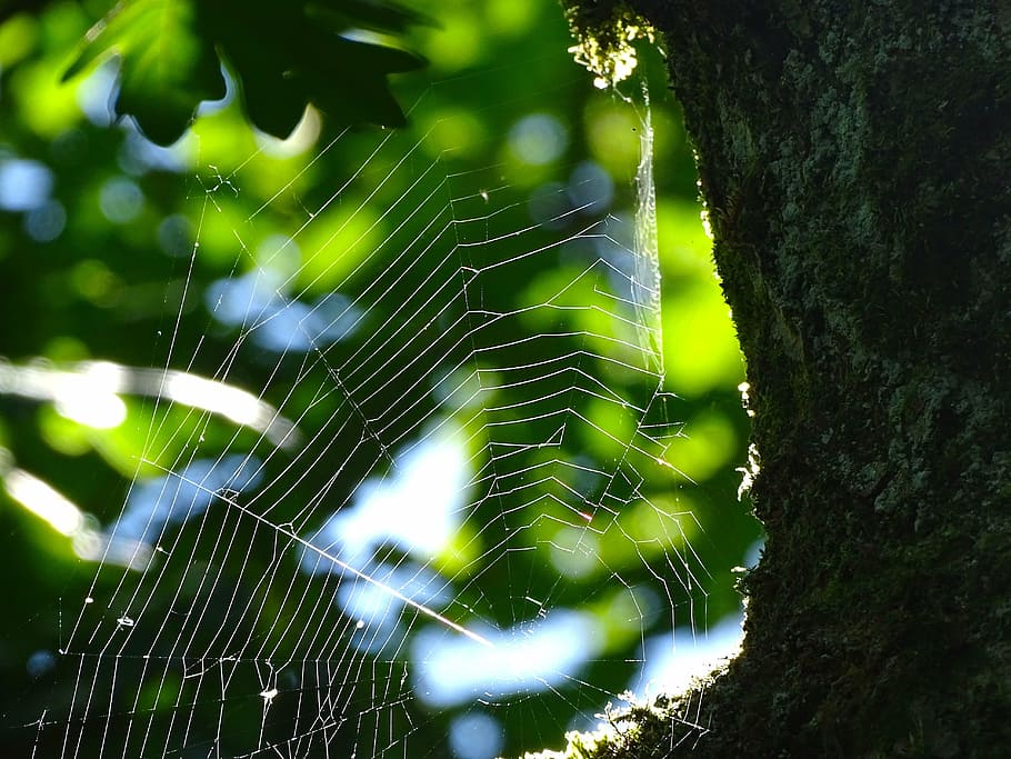 cobweb, spider, network, nature, close, forest, insect, spider web HD wallpaper