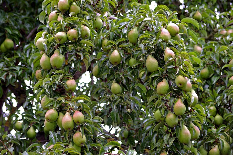 pears, harvest, pome fruit, autumn, red, fruits, ripe, nature, HD wallpaper