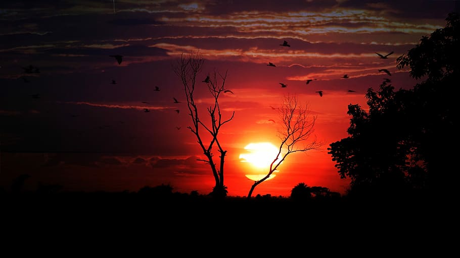 silhouette photography bare trees during golden hour, sunset HD wallpaper