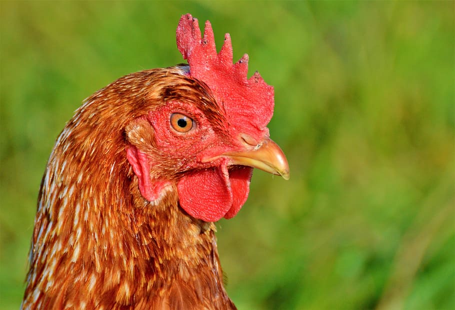 brown chicken, hen, poultry, range, livestock, farm, bird, chickens HD wallpaper