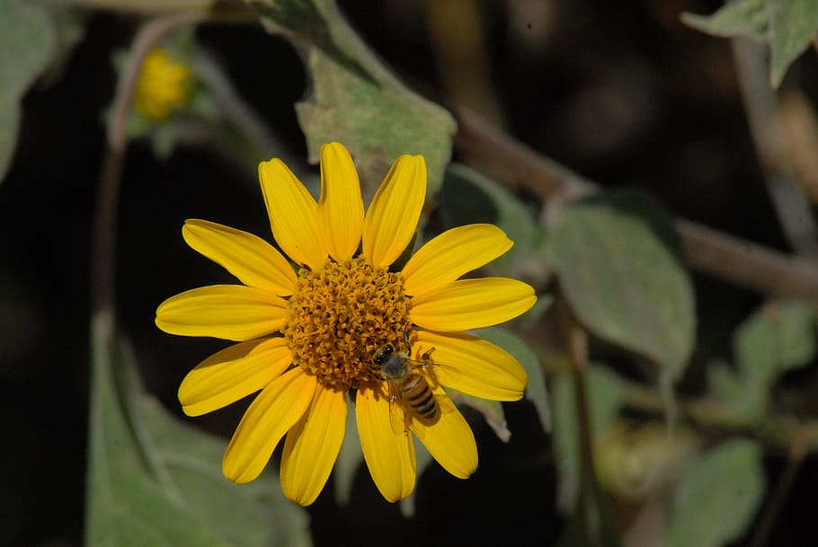 bee, flower, plant, flowering plant, yellow, freshness, fragility HD wallpaper