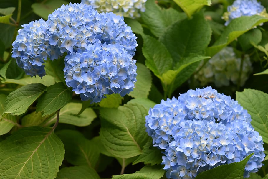 HD wallpaper: flowers, hydrangea, rainy season, nature, plant, summer ...