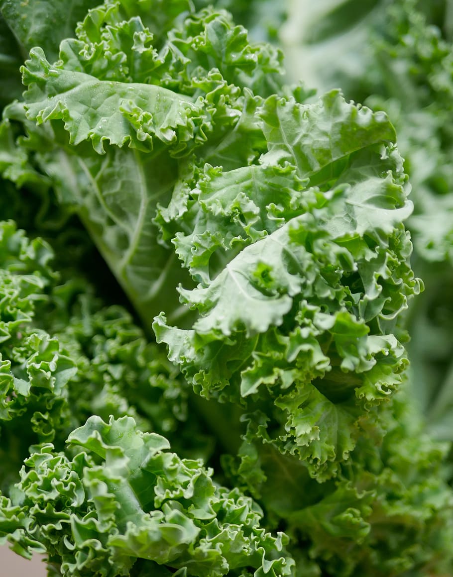 Kale Leaf Salad As a Background. Kale Cole Texture Closeup. Pattern Stock  Image - Image of health, pattern: 261339353