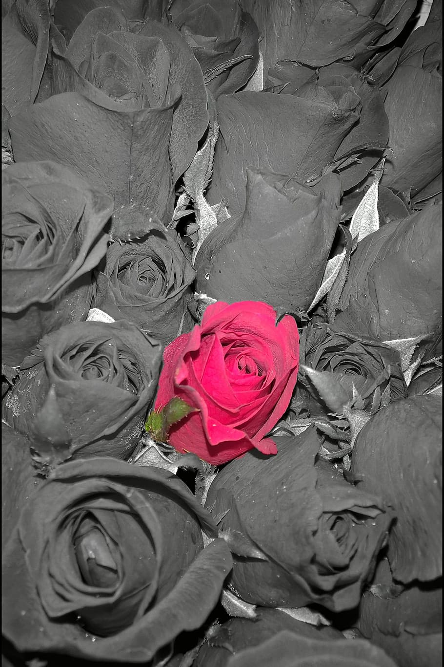 red roses, one, difference, flower, flowering plant, rose - flower HD wallpaper