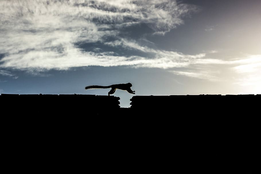 animal jumping across gap, silhouette of four legged animal jumping on rock HD wallpaper