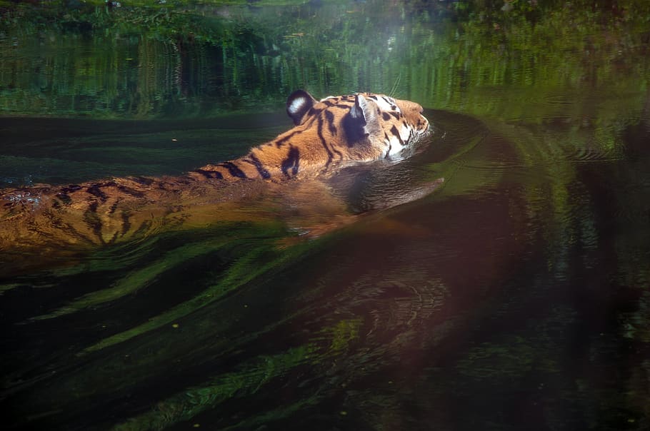 nature, waters, animal, animal themes, one animal, mammal, animal wildlife HD wallpaper