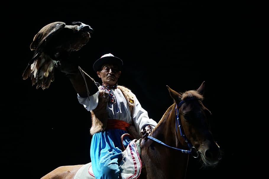 people, eagle, horse, training, hasa, domestic, mammal, domestic animals HD wallpaper