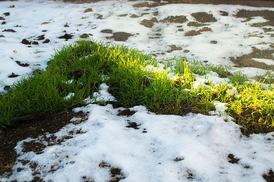 snow, grass, spring, winter sun, plant, water, green color HD wallpaper