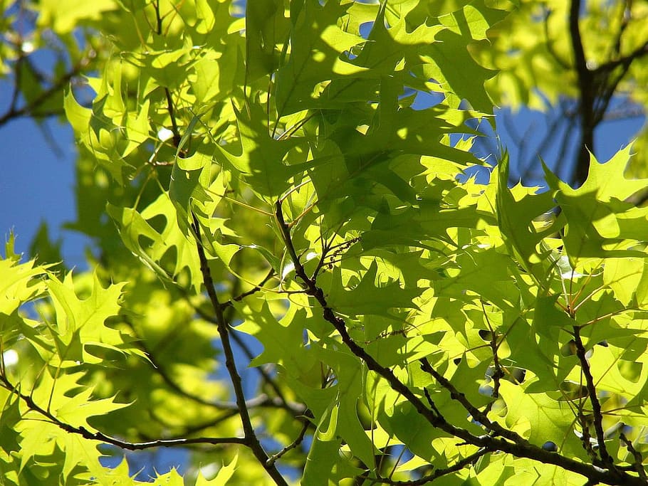 branch, tree, spring, sun, wind, sky, leaf, plant part, growth HD wallpaper