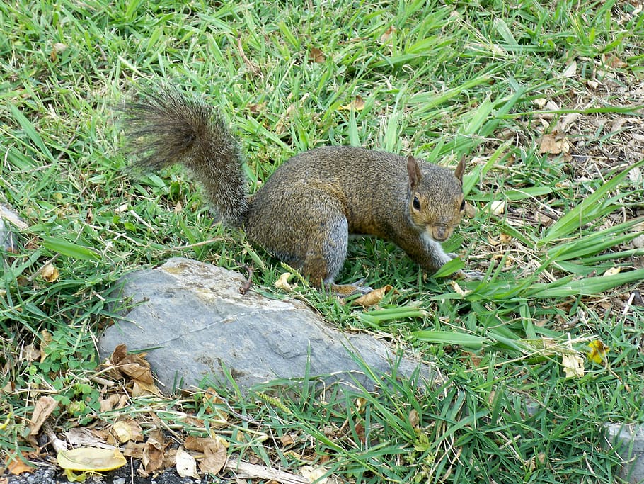 squirrel, nature, park, lively, animal themes, rodent, animal wildlife HD wallpaper