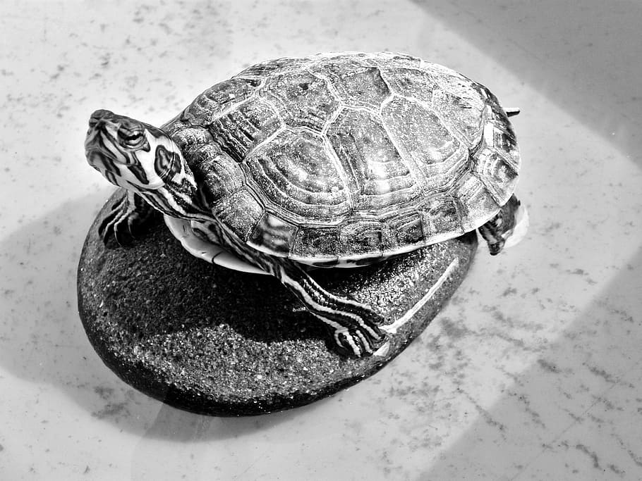 turtle, testudinidae, reptile, creature, animal, shaky turtle HD wallpaper