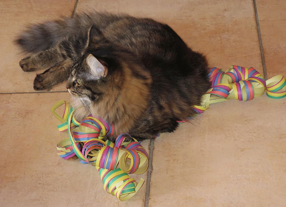 streamer, cat, lying, dormant, one animal, domestic, animal themes HD wallpaper