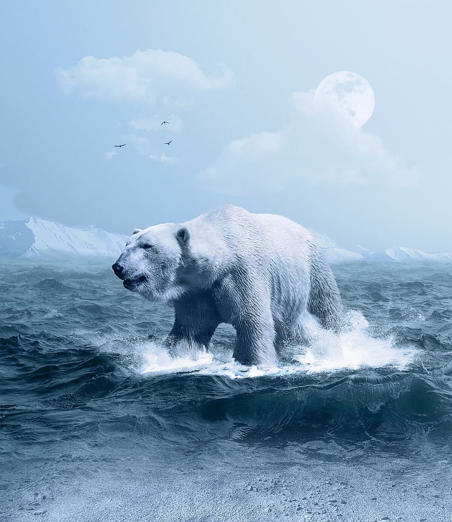arctic, predator, ice, snow, water, nature, blue, dangerous HD wallpaper