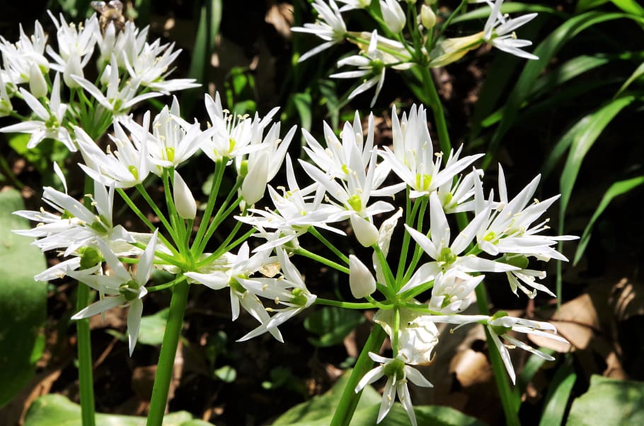 flowers, white flowers, wildflowers, plant, flowering plant HD wallpaper