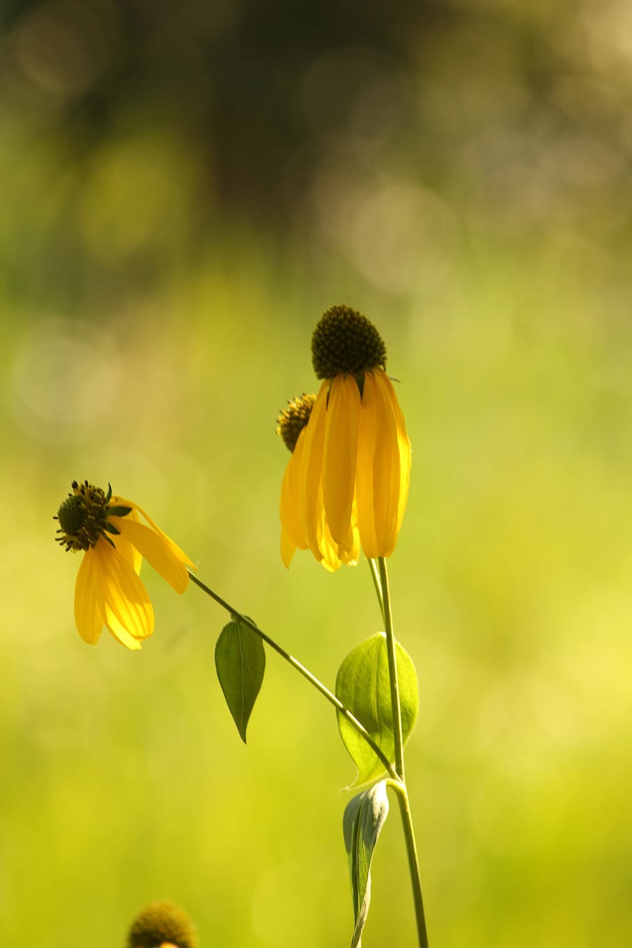 Macro, Yellow, Flower, Flower, yellow flower, fragility, petal HD wallpaper