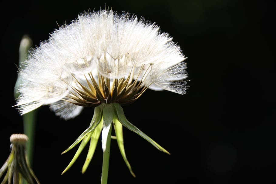 Screens, Plant, Dandelion, nature, flower, single Flower, macro HD wallpaper