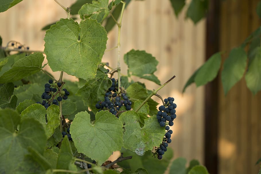 berry, grapes, foliage, vine, leaf, plant part, fruit, growth HD wallpaper