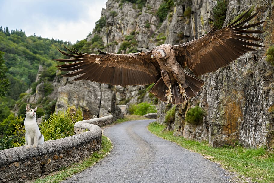 bald eagle near mountain during daytime, condor, cat, mounting HD wallpaper