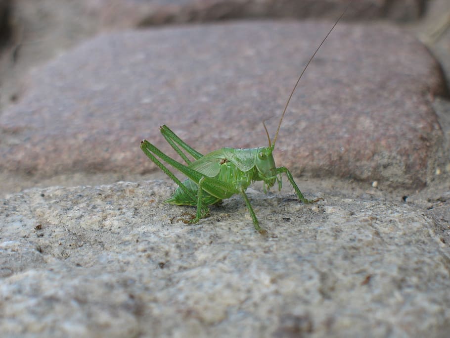 grasshopper, insect, animal, small, nature, wildlife, locust HD wallpaper
