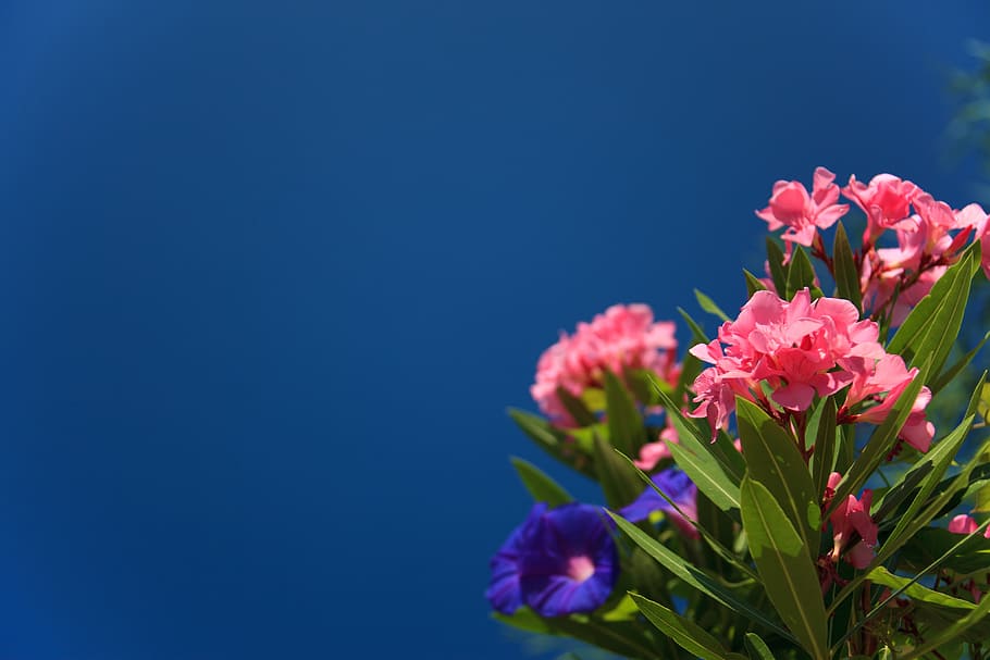 Bloom, Blossom, Botany, Color, blue, floral, flower, fresh HD wallpaper