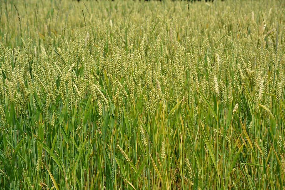 wheats, cereals, spikes, bread, nature, agriculture, landscape HD wallpaper