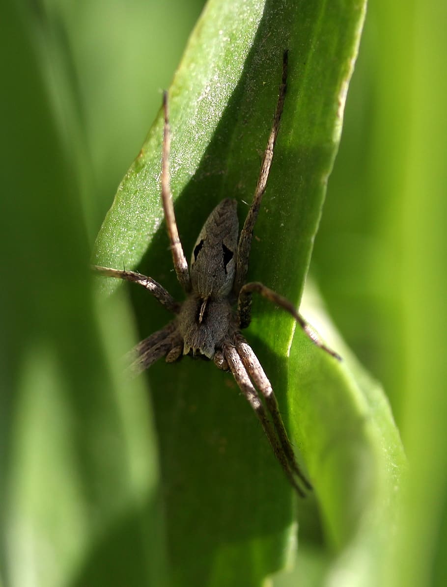 spider, arachnid, gray, rest, animal wildlife, animal themes HD wallpaper