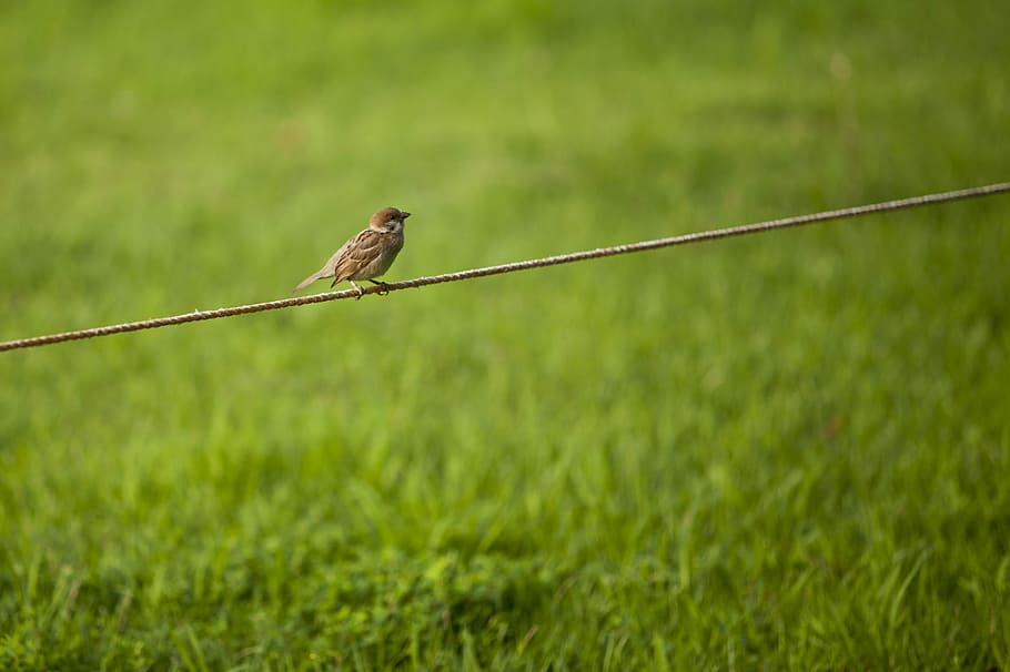 Sparrow, Grass, Break, Pause, observed, nature, new, greenery HD wallpaper