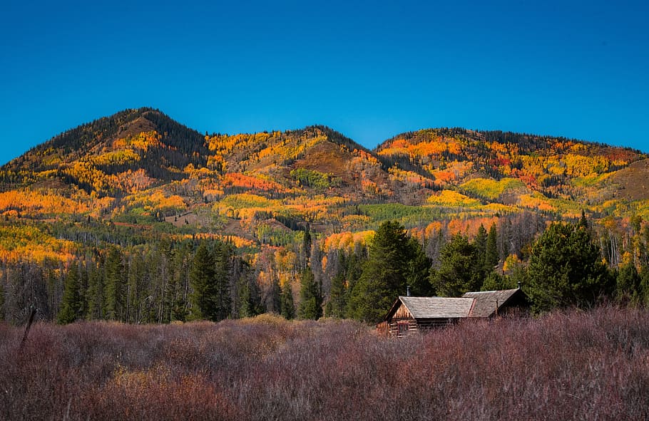 mountain, forest, trees, grass, nature, landscape, autumn, fall HD wallpaper