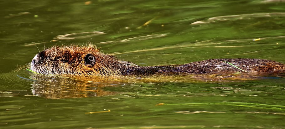 Nutria, Water Rat, splashing, animal world, nature, fur, rodent HD wallpaper