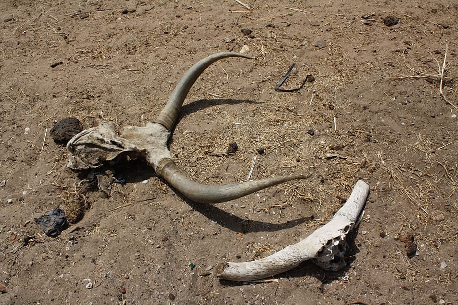 Desert, Drought, Death, Aridity, Heat, bone, animal bone, humor HD wallpaper