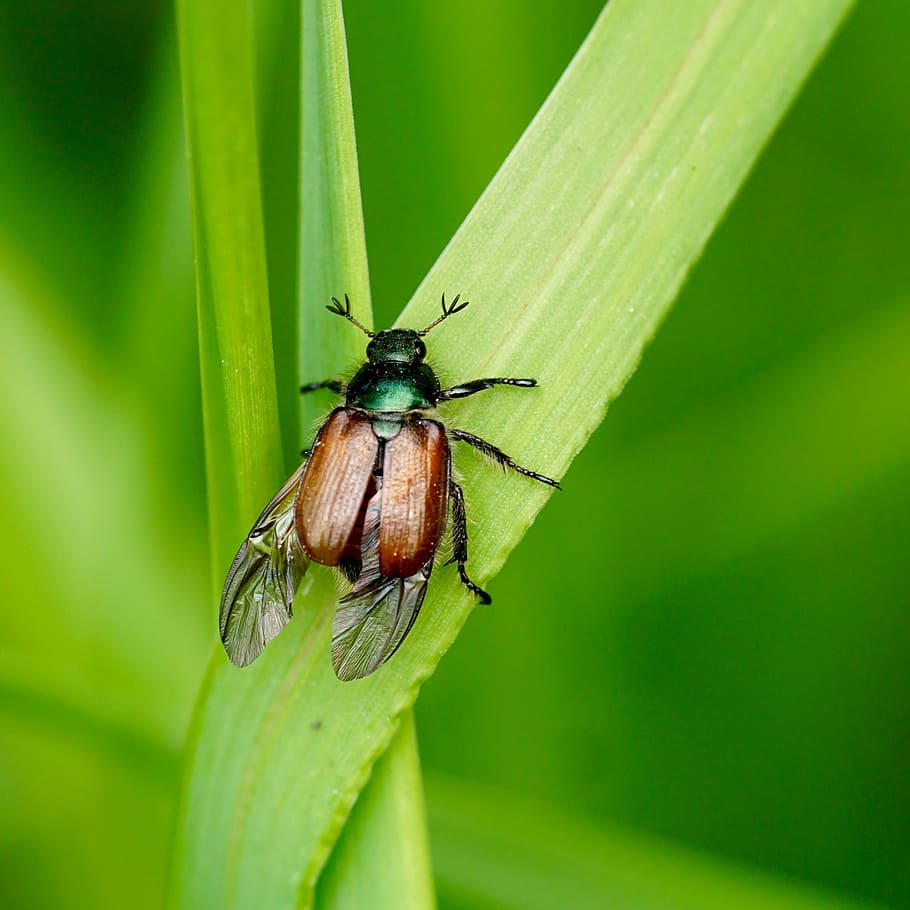 beetle, insect, nature, wing, chitin, animal wildlife, animal themes HD wallpaper