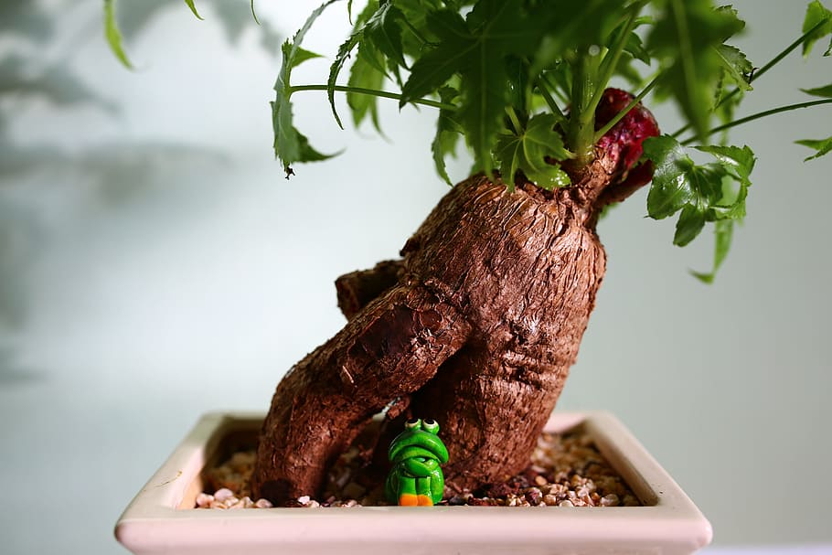 bonsai, frog, buddha, root, green, plant, tree, wood, decor HD wallpaper