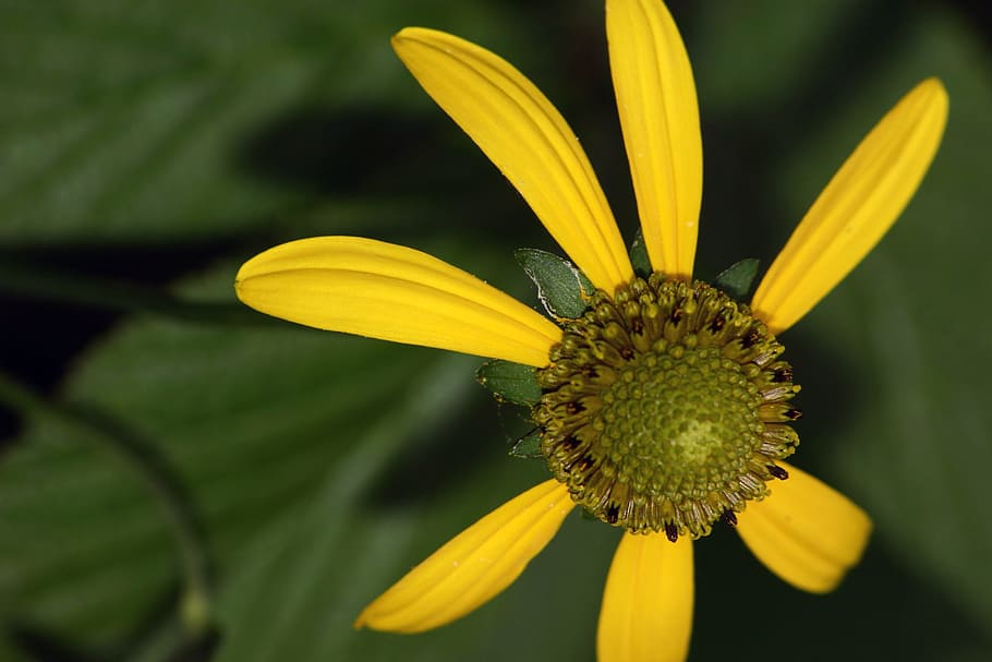 Flower, Macro, Sun Hat, Yellow, nature, plant, summer, petal HD wallpaper