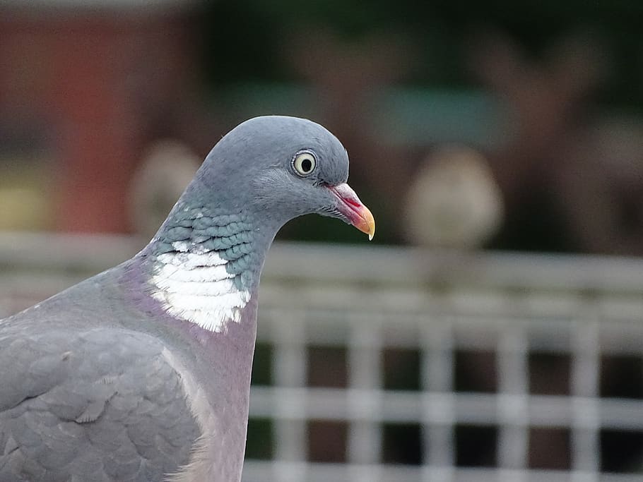 dove, ringdove, field deaf, city pigeon, bird, street deaf, HD wallpaper