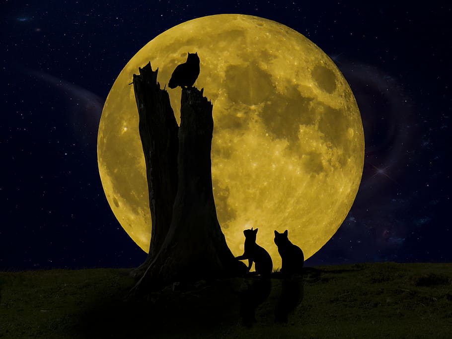 silhouette of owl, good night, moon, cat, seem, light, dark, image overlay, HD wallpaper