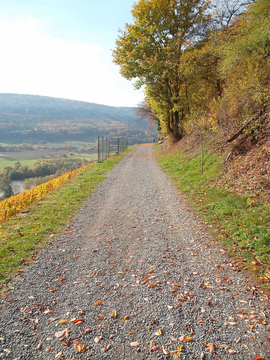 tree, away, lane, nature, landscape, autumn, landscape way HD wallpaper