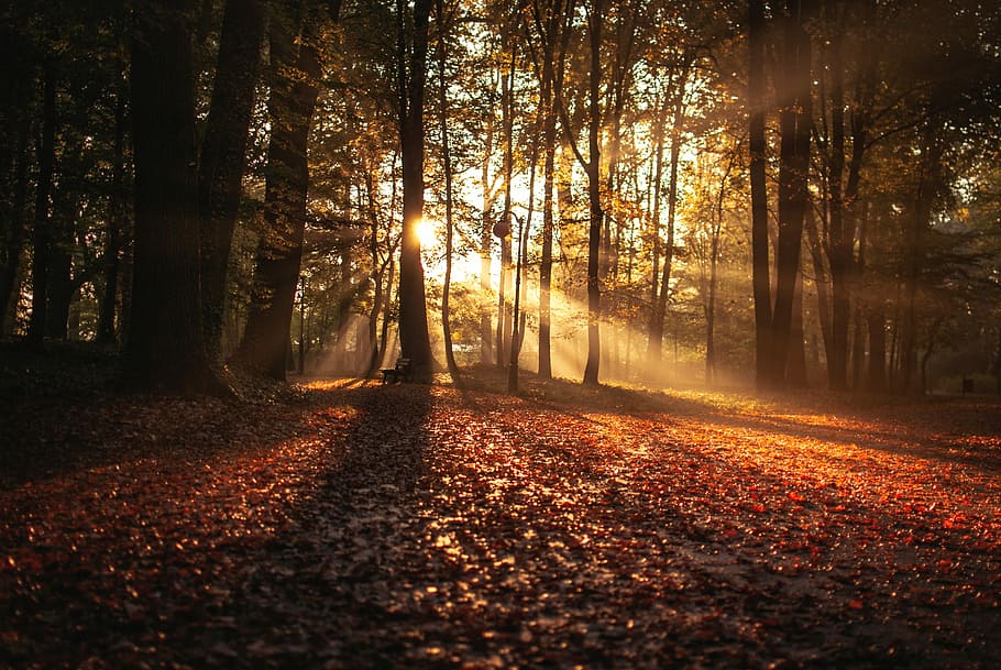 forest against sunlight at daytime, low angle-view of forest HD wallpaper