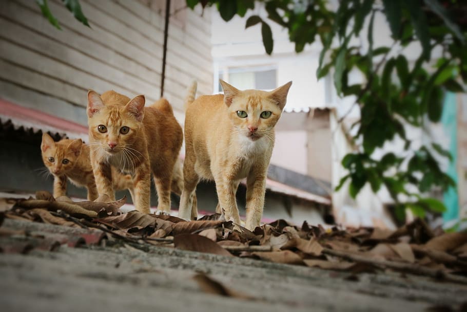 shallow focus photography of three orange tabby cats, walk HD wallpaper