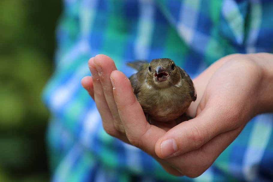 sparrow, bird, animals, human hand, one animal, animal wildlife HD wallpaper