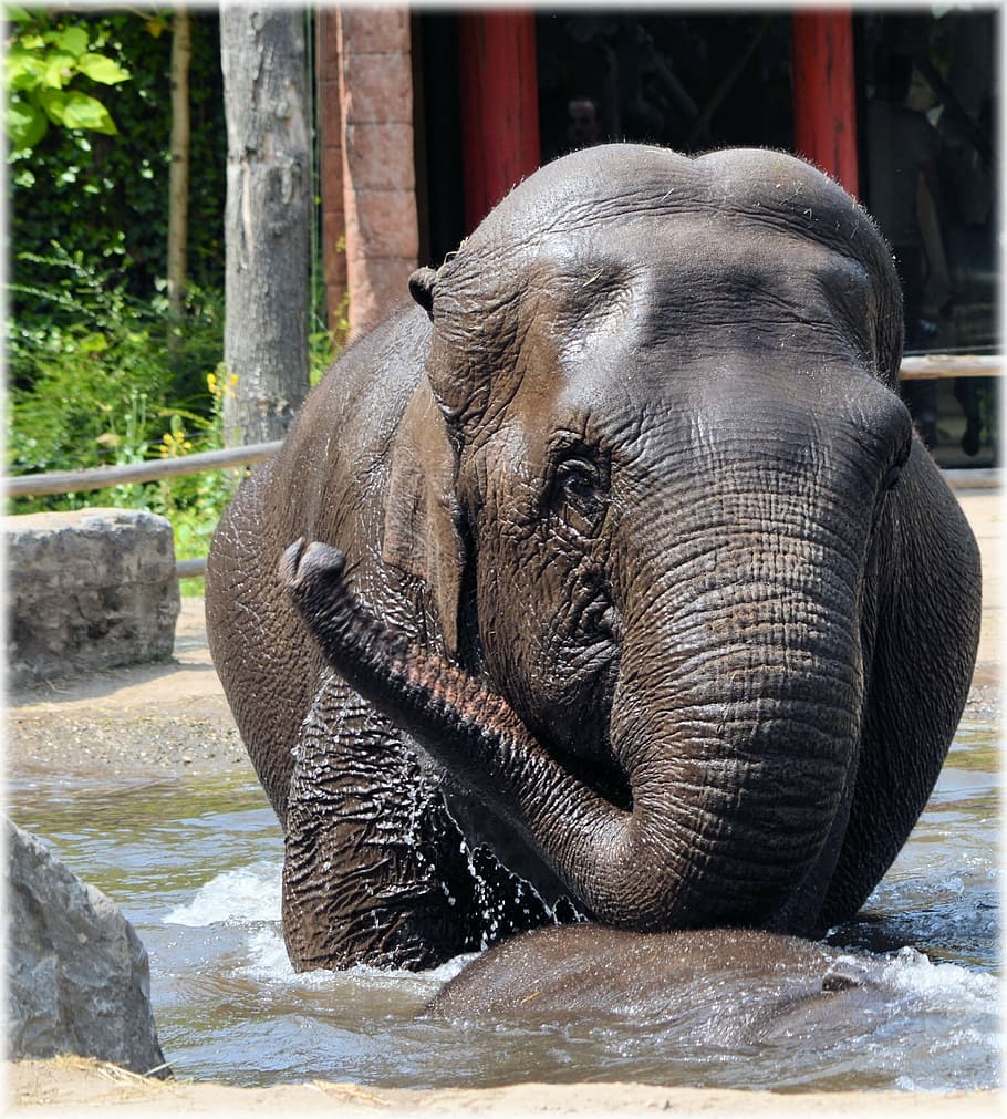 elephant, indian elephant, pool, water, bath, bathing, cool HD wallpaper
