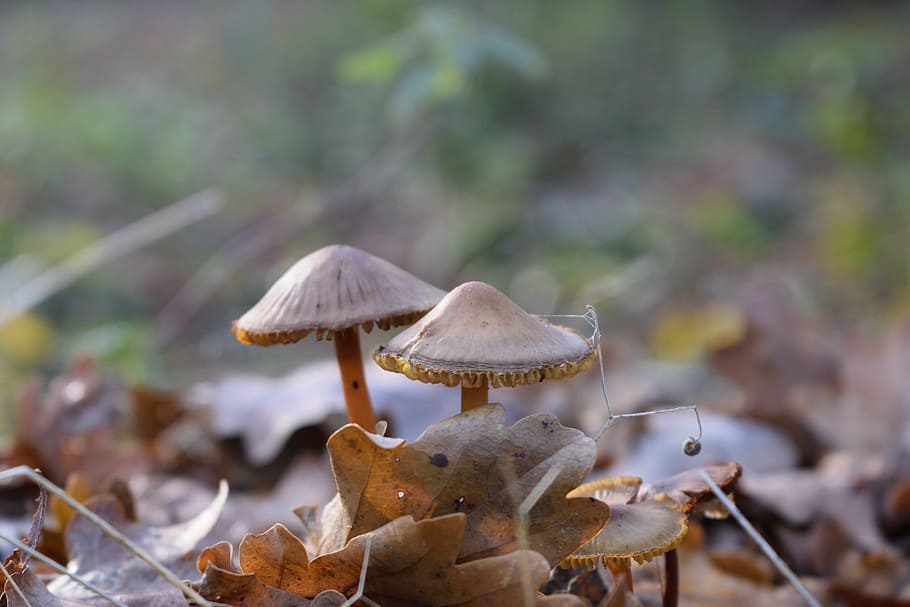 fall, mushroom, toadstool, forest, nature, autumn, season, foliage HD wallpaper
