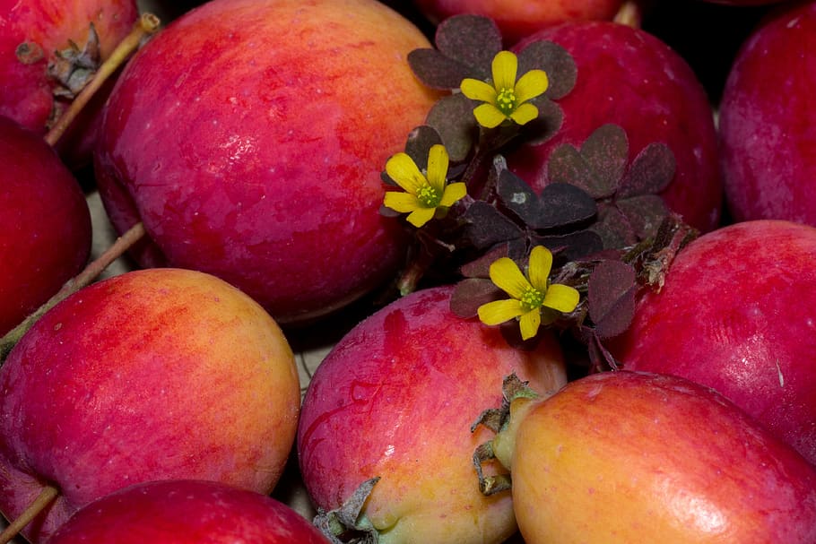 fruit, apple, red, garden, red apple, flowers, sorrel, food HD wallpaper