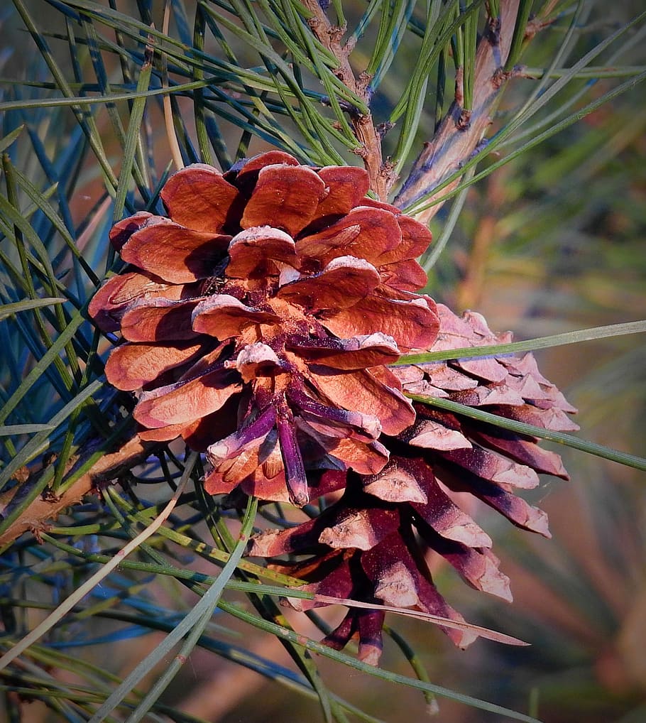 cones, closeup, nature, needle, plant, close-up, beauty in nature HD wallpaper