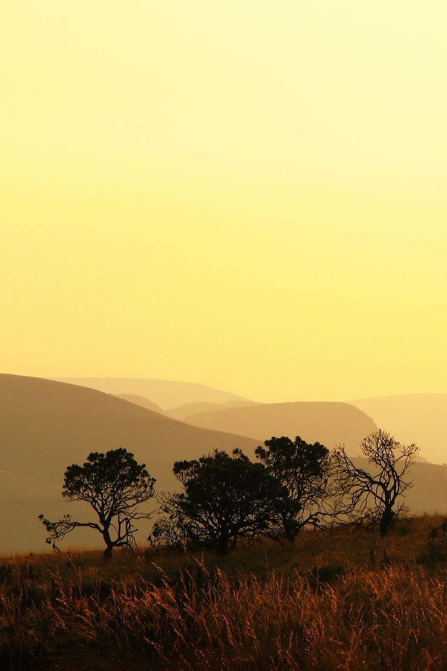 tree, silhouette, mountains, sunset, yellow, field, grass, landscape HD wallpaper