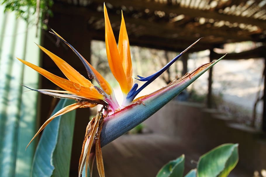 Premium Photo | Mostly blurred orange flowers of strelitzia closeup on  green leaves background sunlit orange petals of bird of paradise plant  summer nature wallpaper exotic tropical flower