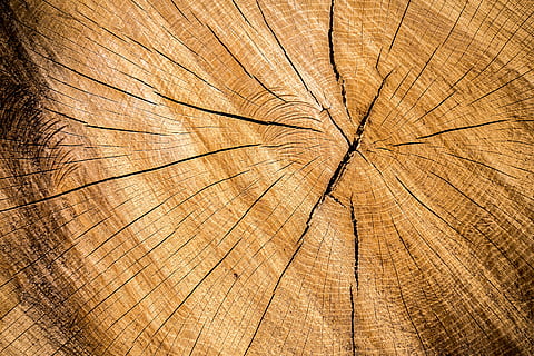 closeup photo of brown wood log, wooded, board, wood - Material HD wallpaper
