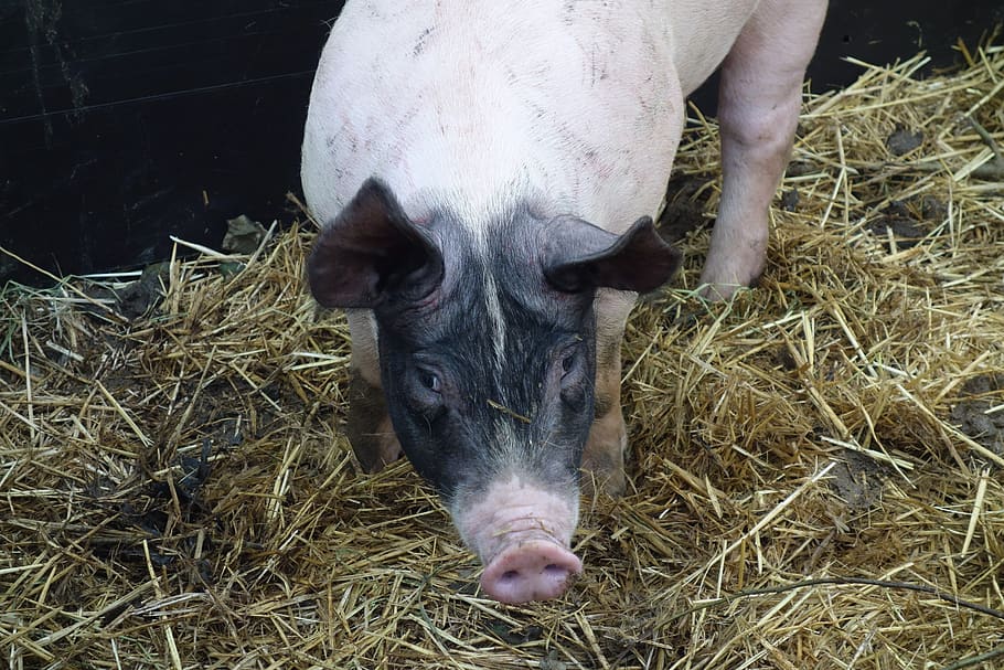 sow, pig, animals, zoo, mammal, animal themes, livestock, domestic animals HD wallpaper