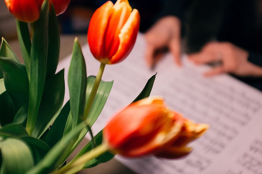 Tulips, other, flower, nature, bouquet, close-up, plant, red HD wallpaper