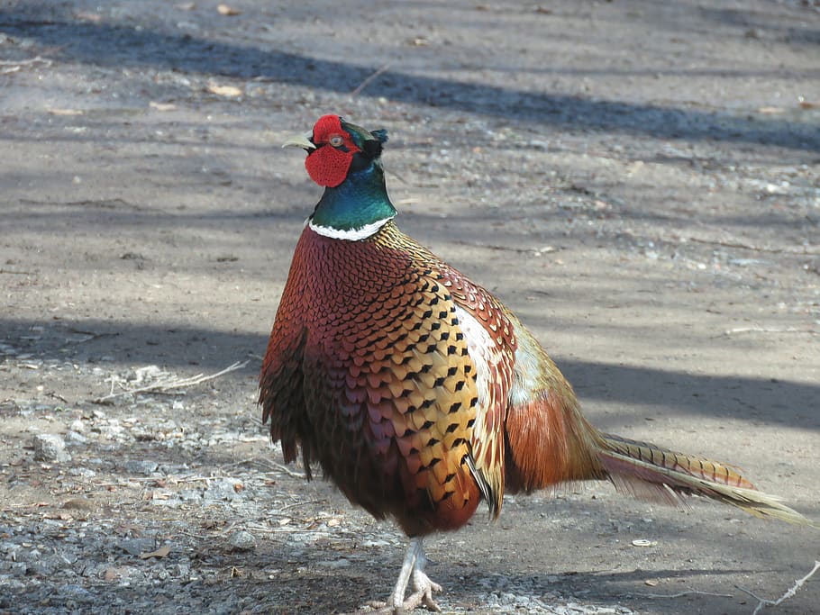 bird, pheasant, nature, animal, animal themes, vertebrate, one animal HD wallpaper
